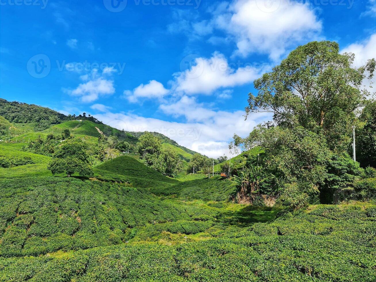 Cameron Highlands Malaysia Travel Landmark Souvenir Poster Background photo