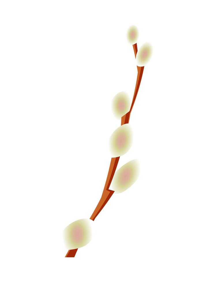 Blooming willow branch isolated on a white vertical background. vector
