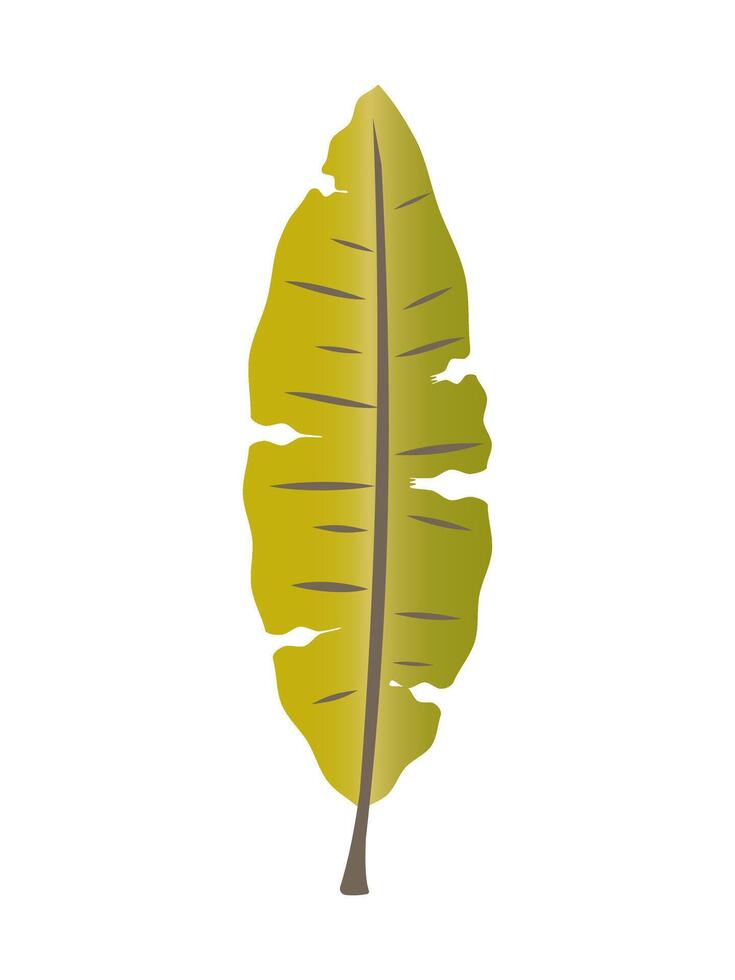 Green tropical leaf isolated on white background. vector