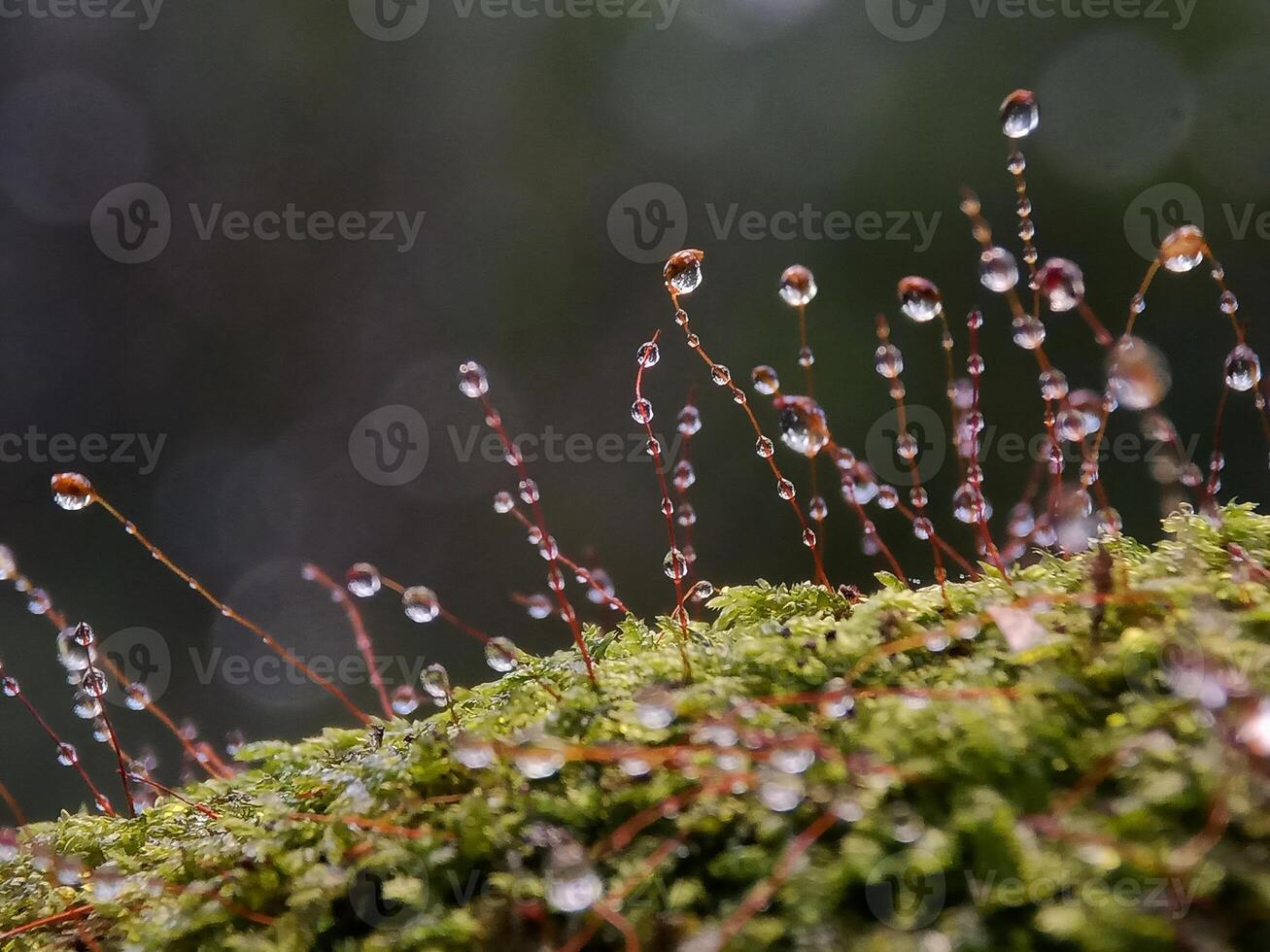Mushroom on the stone photo