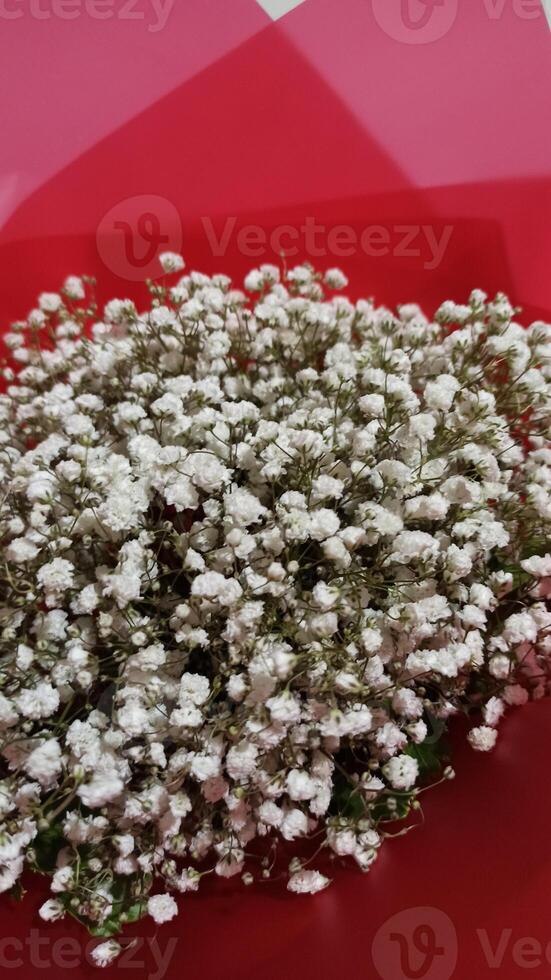 a bunch white of flowers or baby breath that are on a red background photo