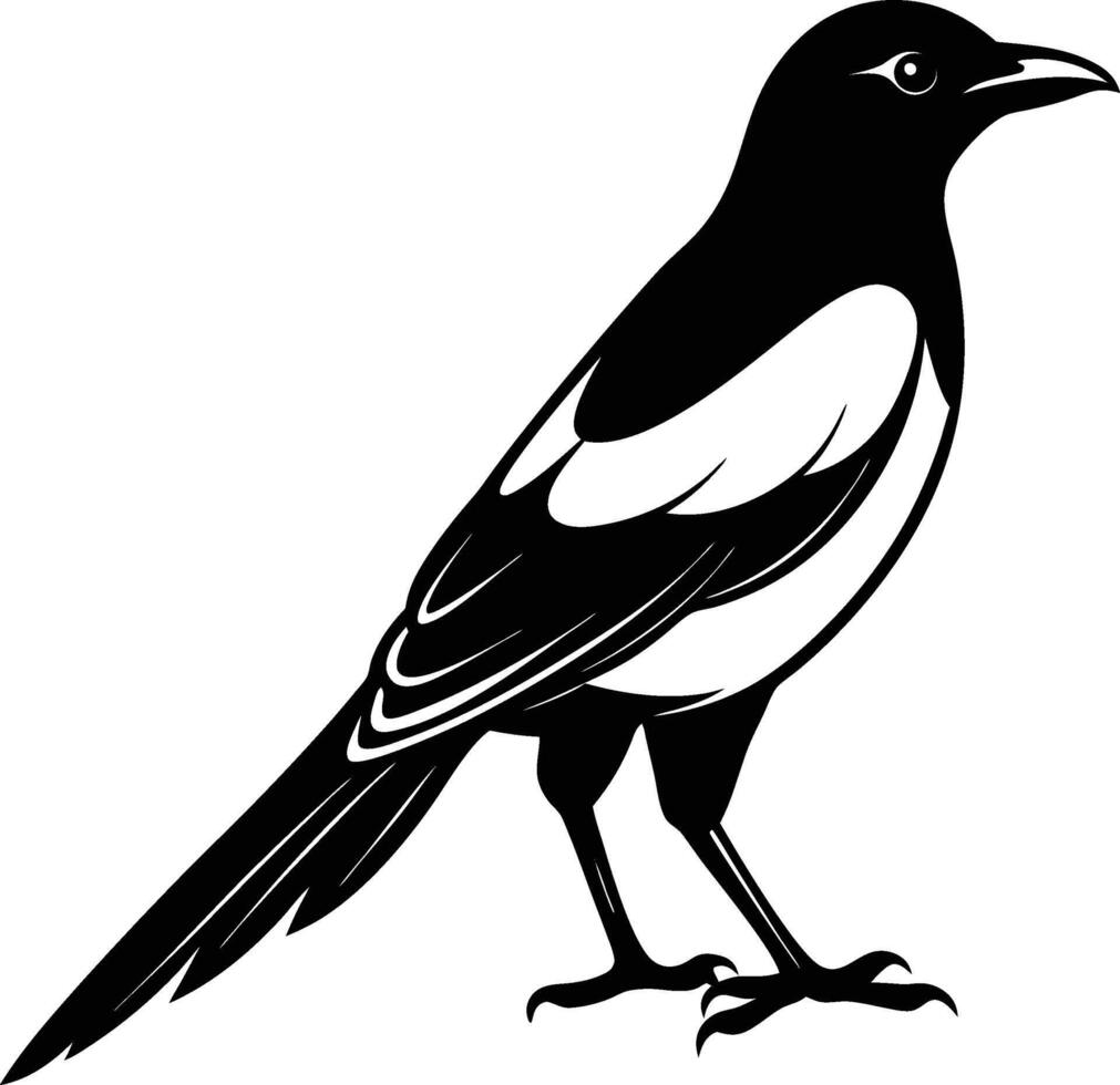 Magpie silhouette on white background vector