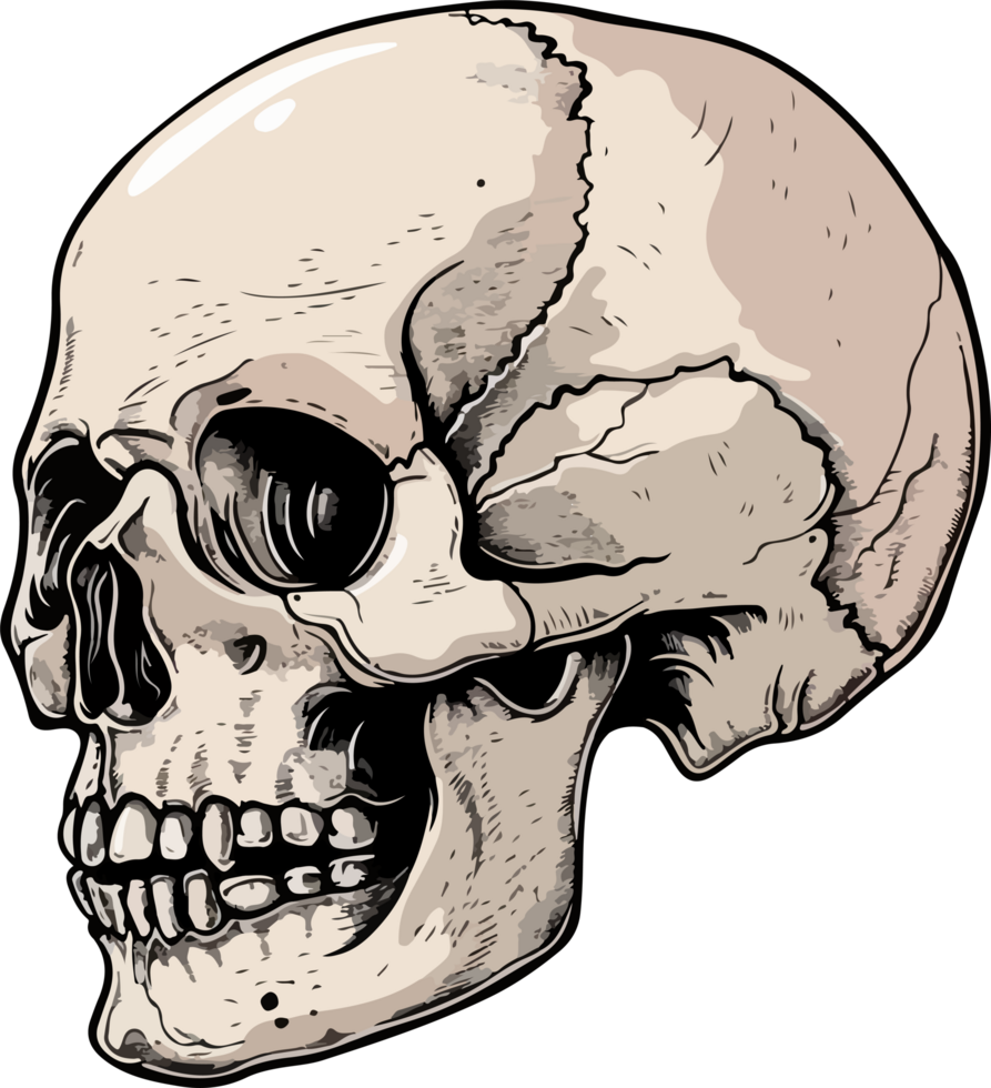 skull illustration isolated on transparent background. png