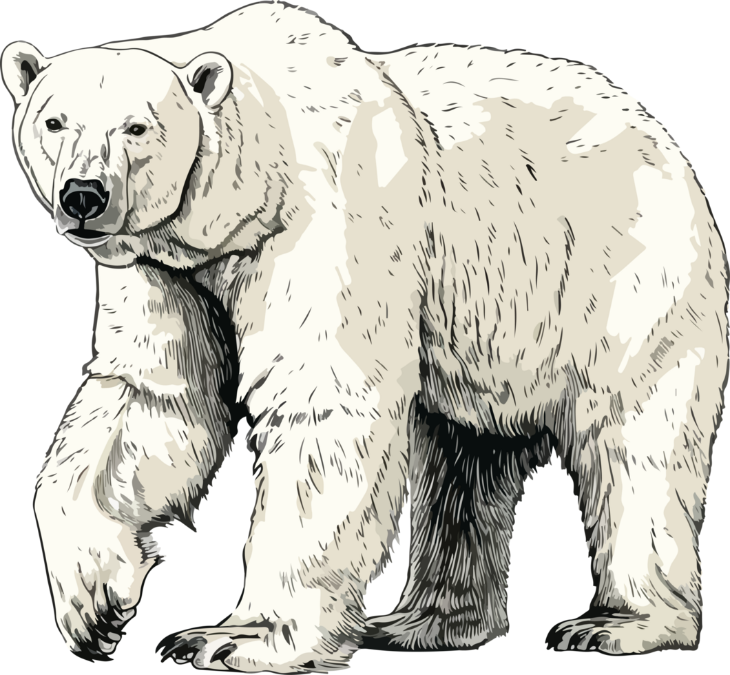polar bear illustration isolated on transparent background. png