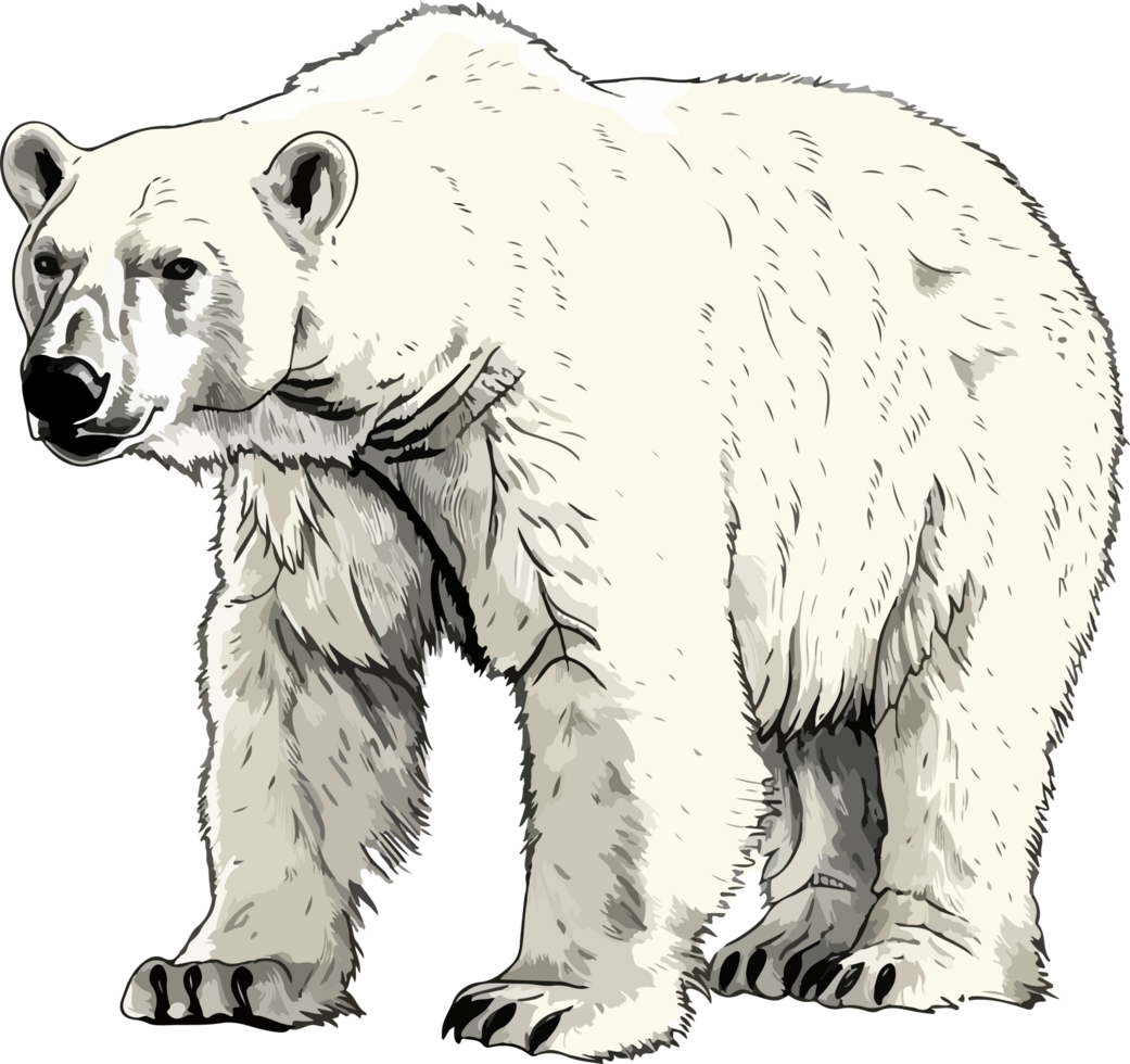 polar bear illustration isolated on transparent background. png