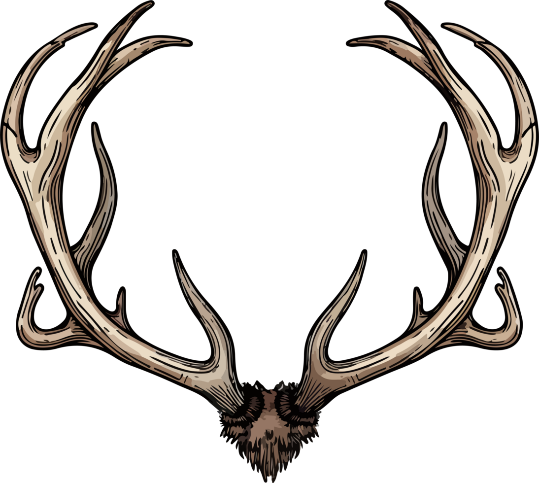 antler illustration isolated on transparent background. png