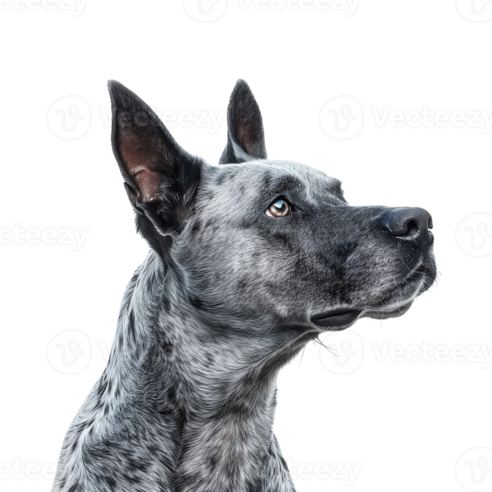 Black and Brown Dog on Transparent Background png