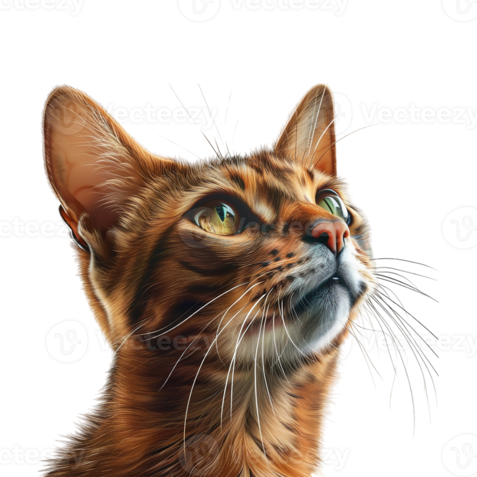 Blue Eye Cat on Transparent Background png