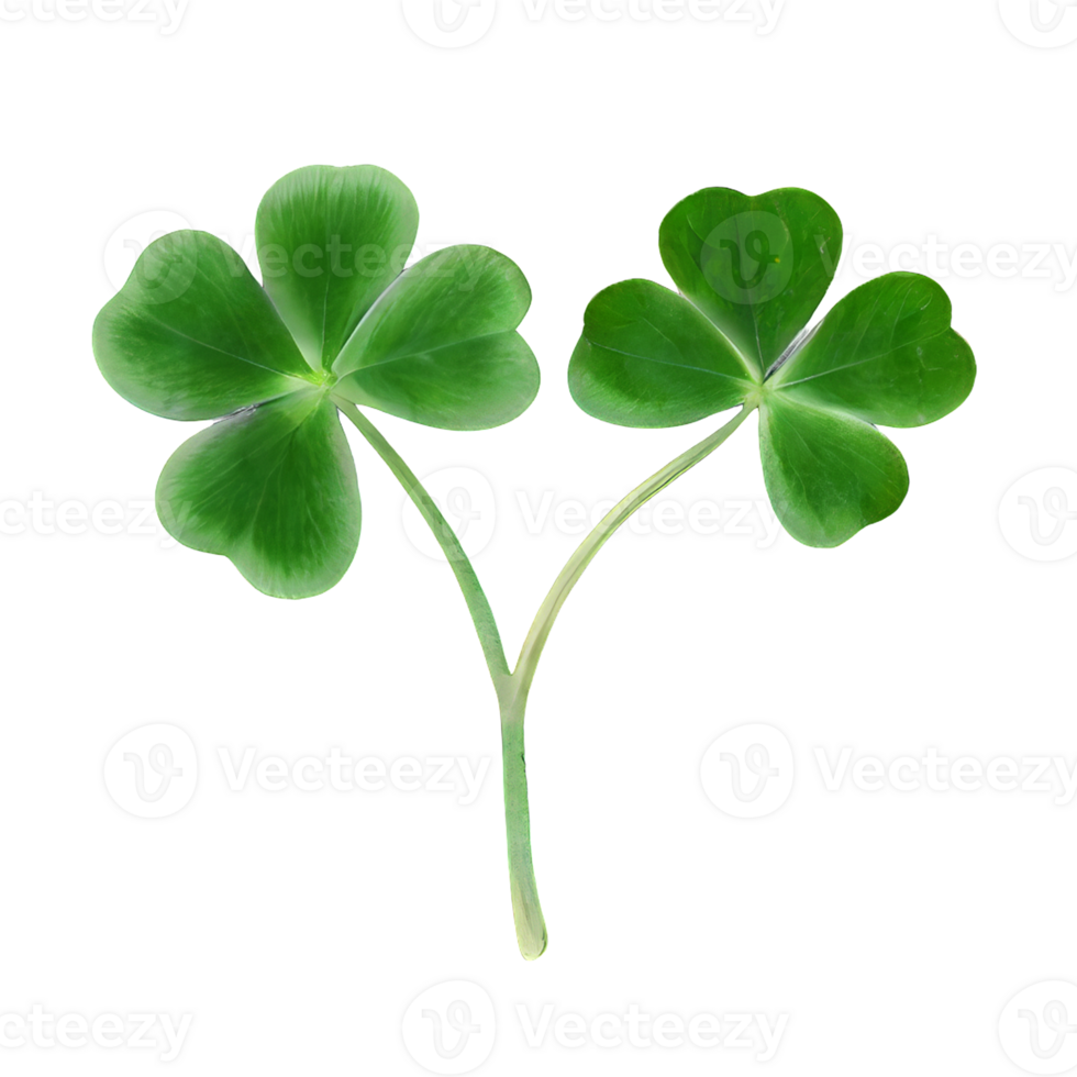 lucky green clover and shamrock isolated on transparent background png