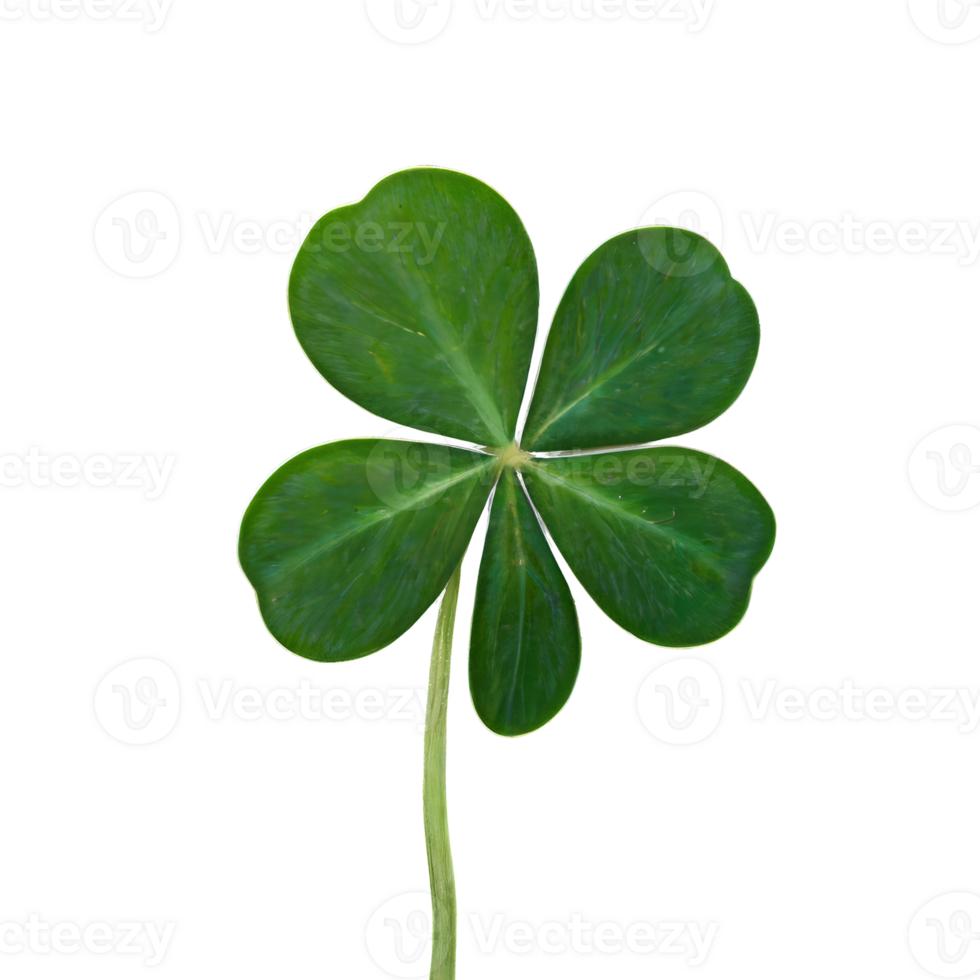 lucky green clover and shamrock isolated on transparent background png