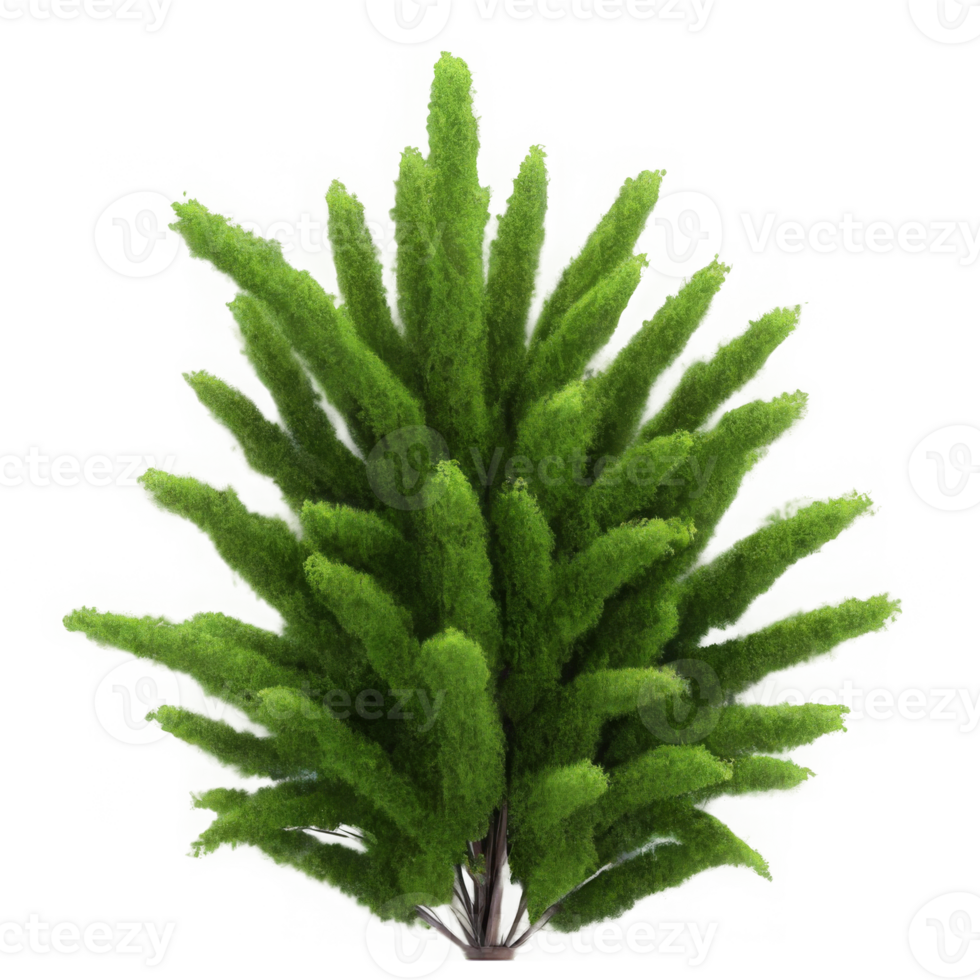 3d illustration of Poa labillardier bush isolated on transparent background png