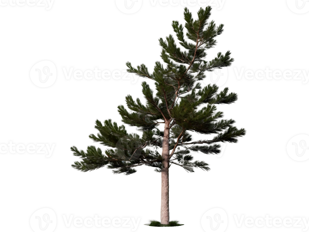tree medium pinus pinea isolated on transparent background png
