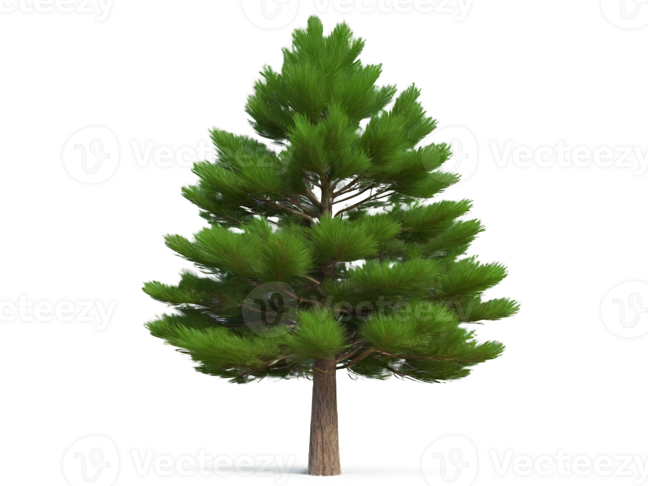 tree medium pinus pinea isolated on transparent background png