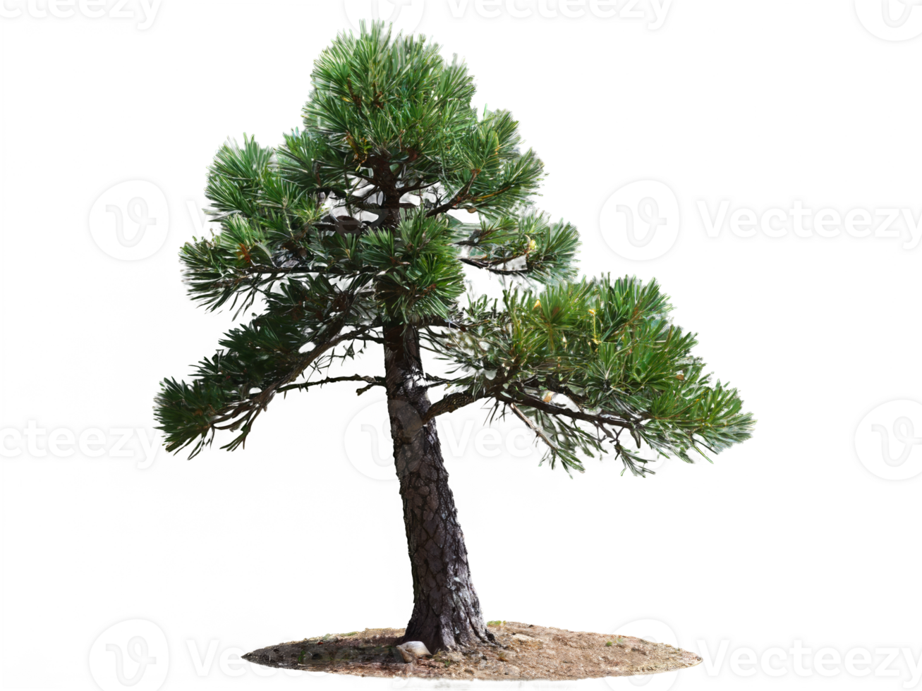 tree medium pinus pinea isolated on transparent background png