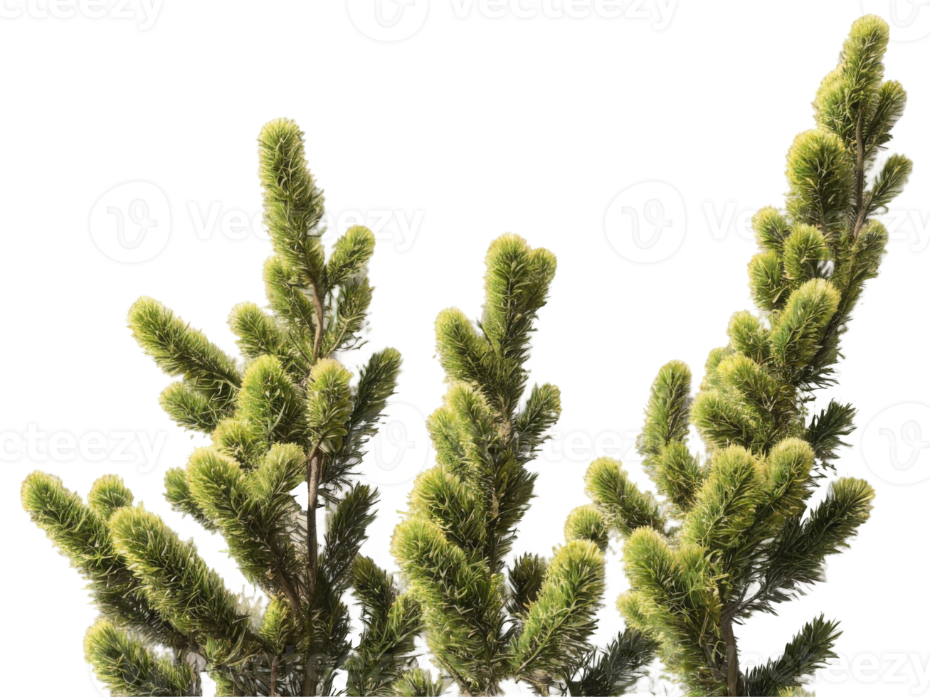 3d illustration of Poa labillardier bush isolated on transparent background png