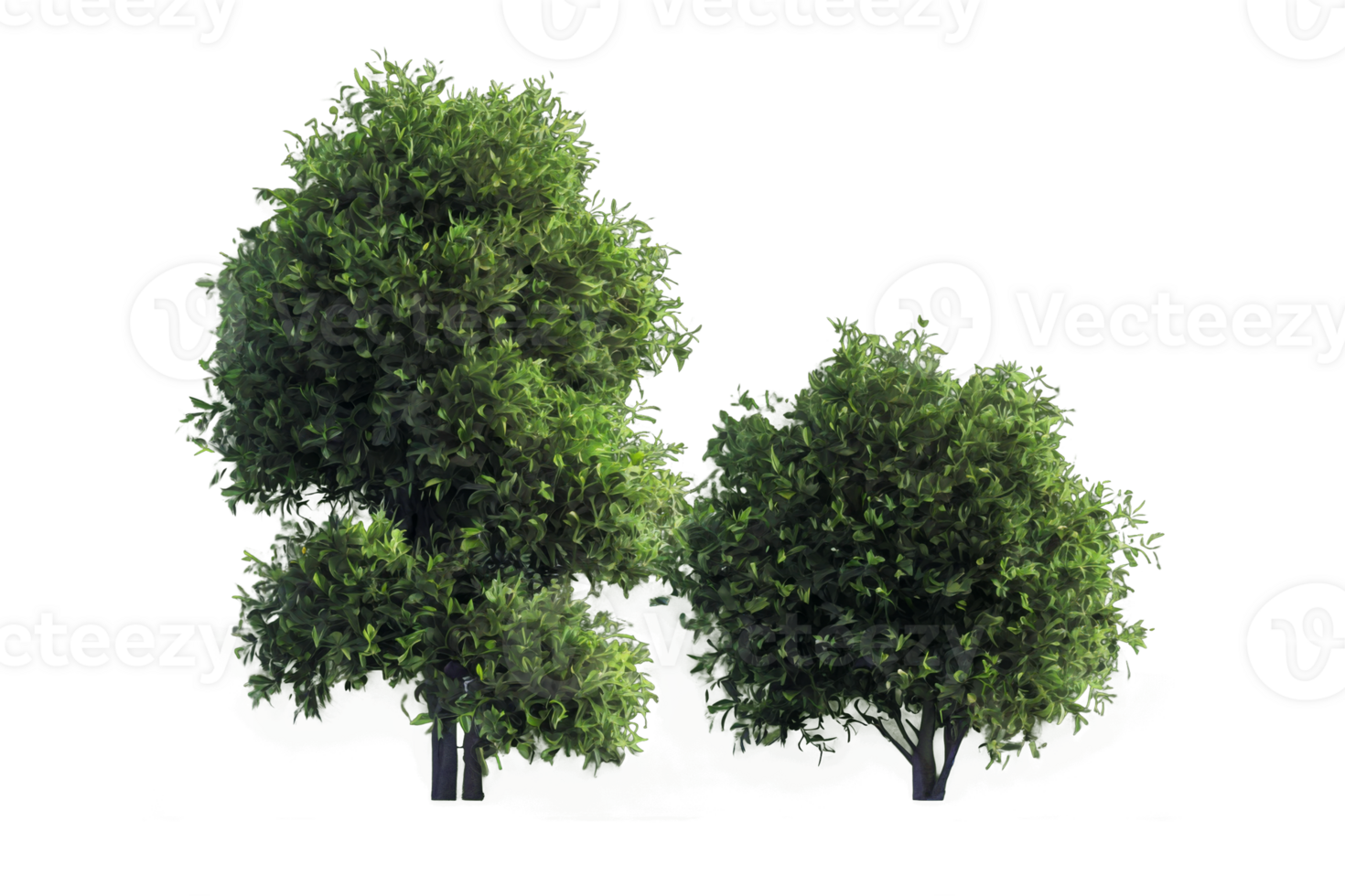 3d illustration of Poa labillardier bush isolated on transparent background png