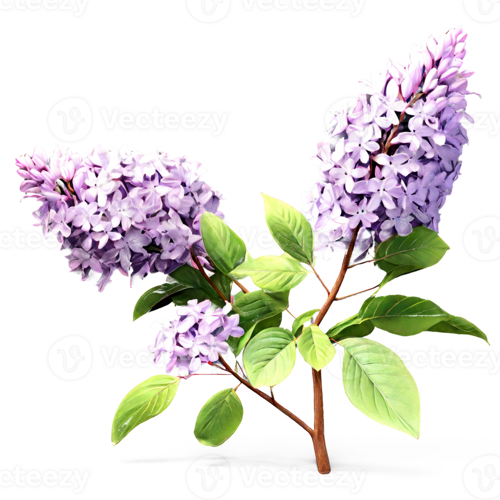 3d illustration of Syringa vulgaris flowering isolated on transparent background png
