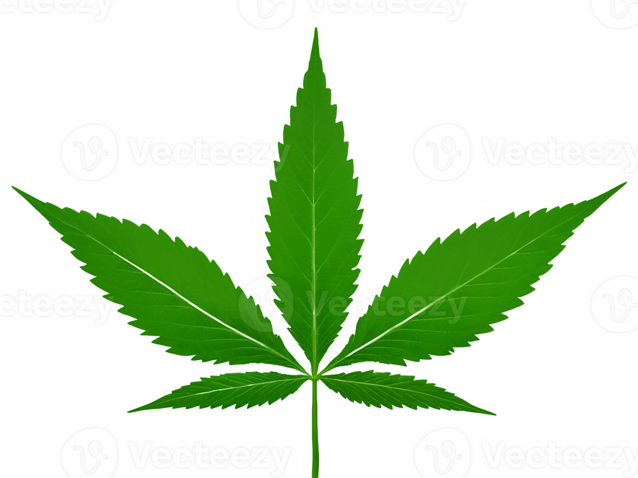 Green fresh leaves of marijuana or hemp or marijuana isolated on transparent background png