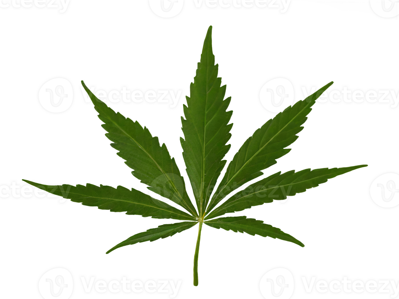 Green fresh leaves of marijuana or hemp or marijuana isolated on transparent background png