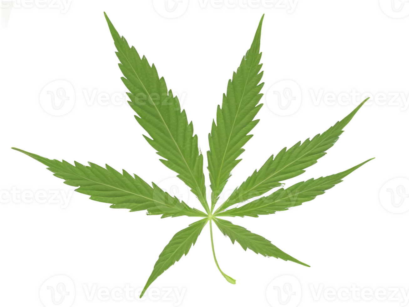 Green fresh leaves of marijuana or hemp or marijuana isolated on transparent background png