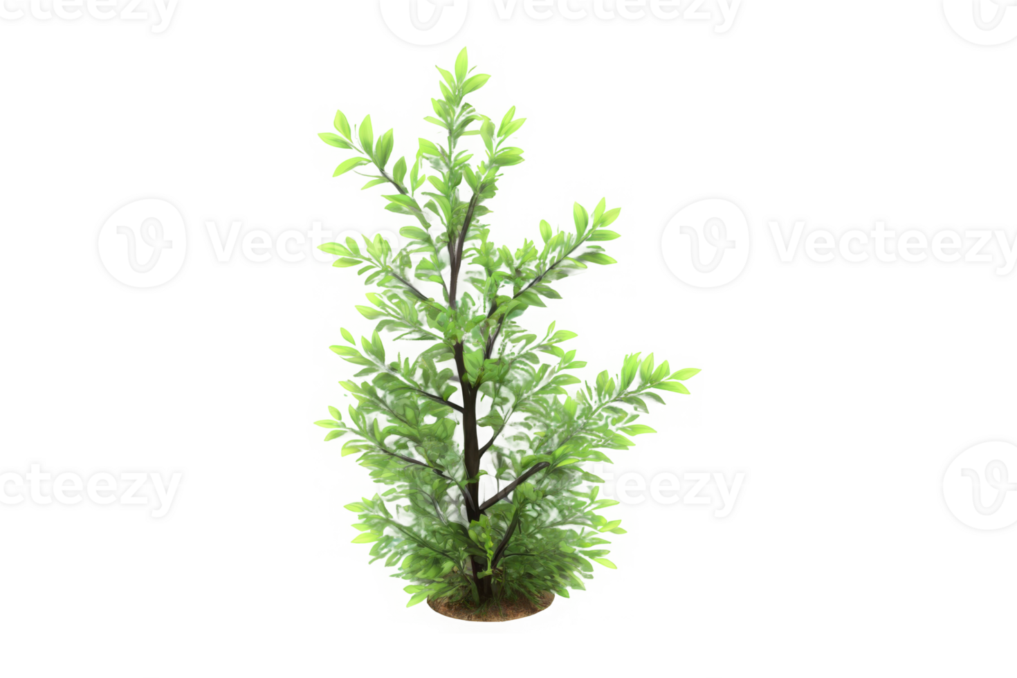 3d illustration of Poa labillardier bush isolated on transparent background png