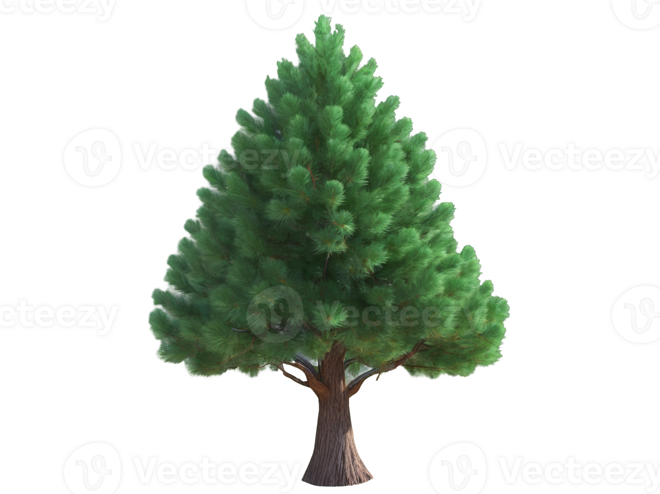 tree medium pinus pinea isolated on transparent background png