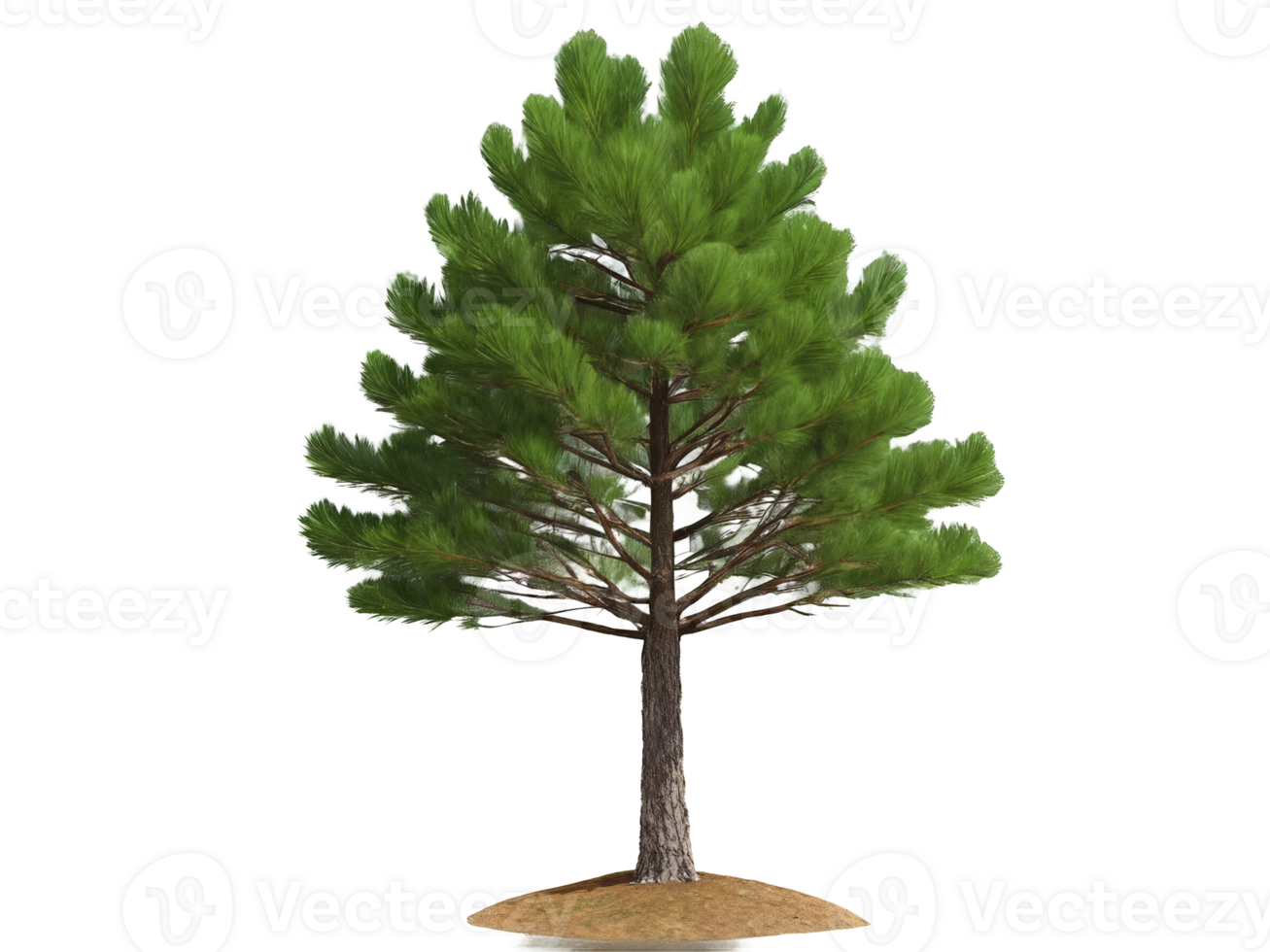 tree medium pinus pinea isolated on transparent background png