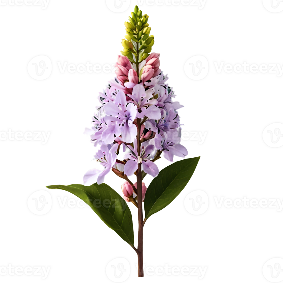 3d illustration of Syringa vulgaris flowering isolated on transparent background png