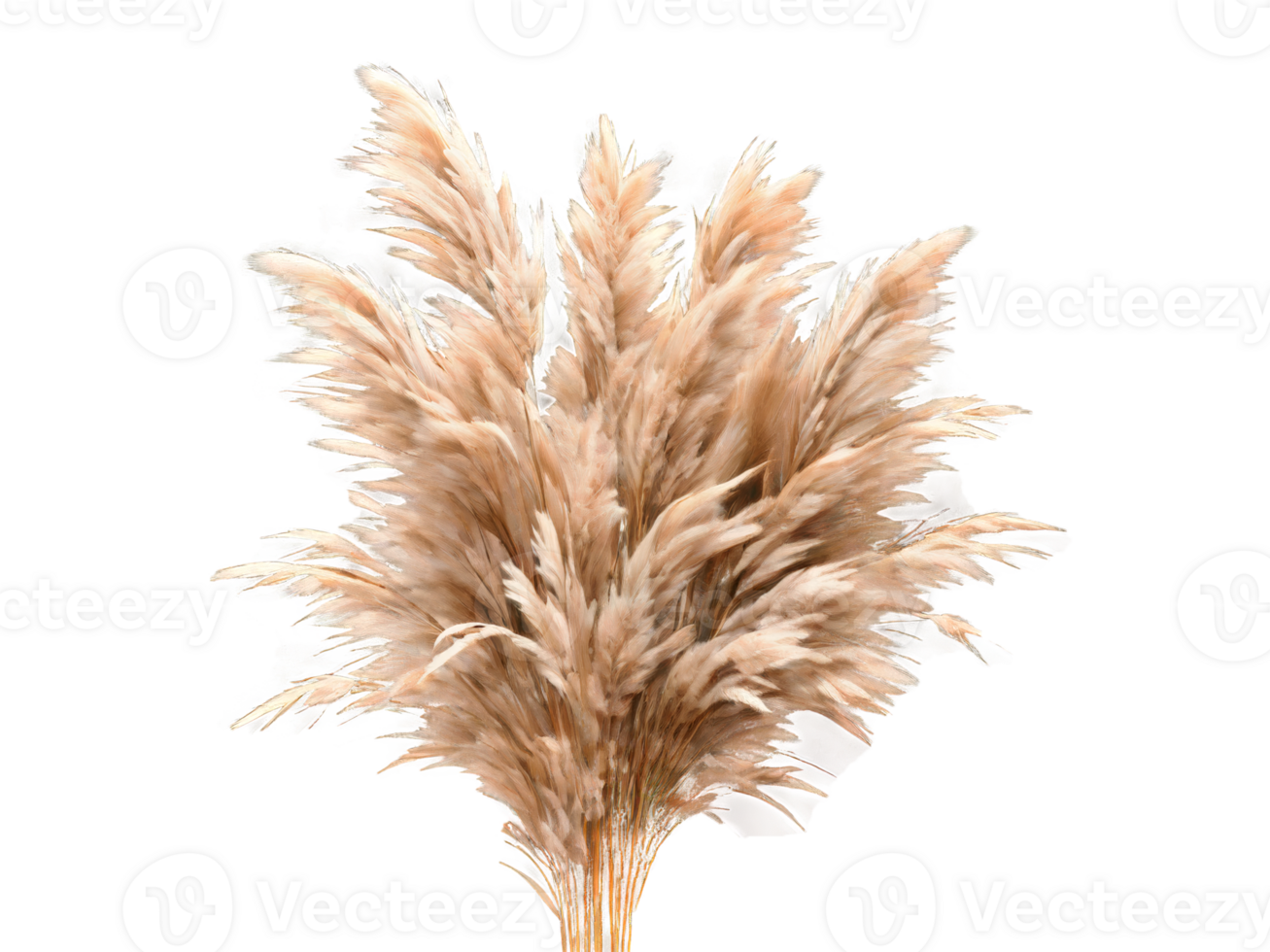 pampas grass isolated on transparent background png