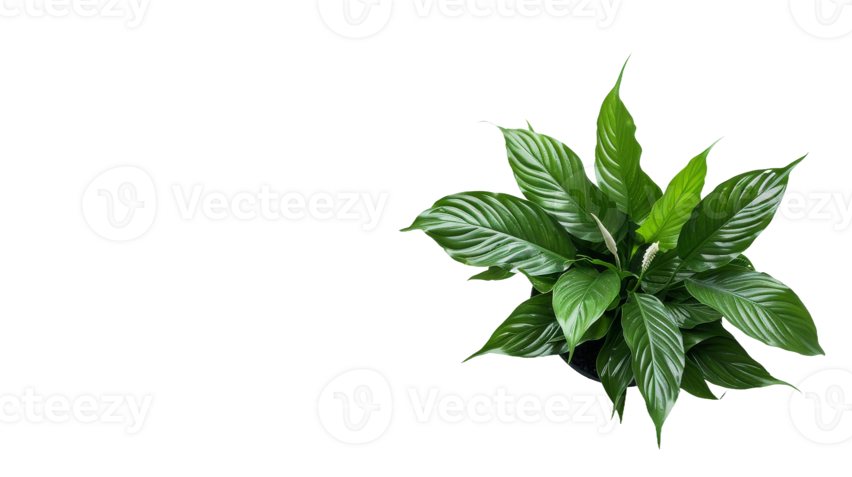 Serene Potted Peace Lily on the transparent background, Format png