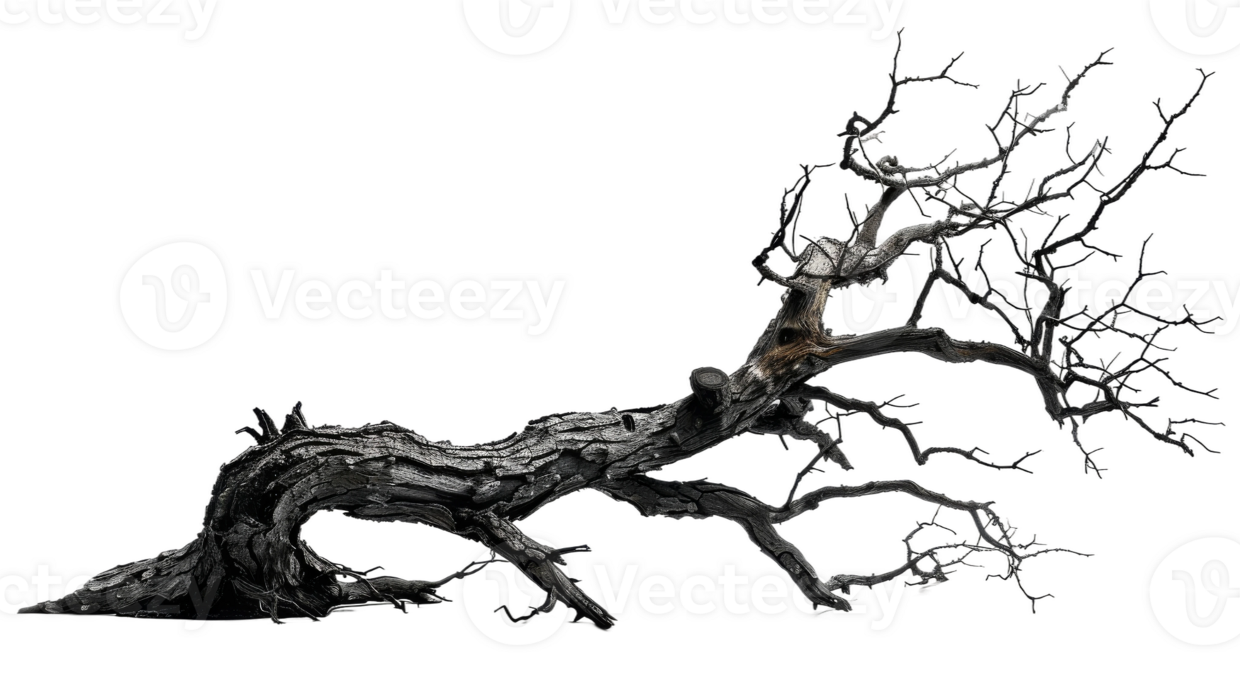 Haunting Side View of Dead Tree on the transparent background, Format png