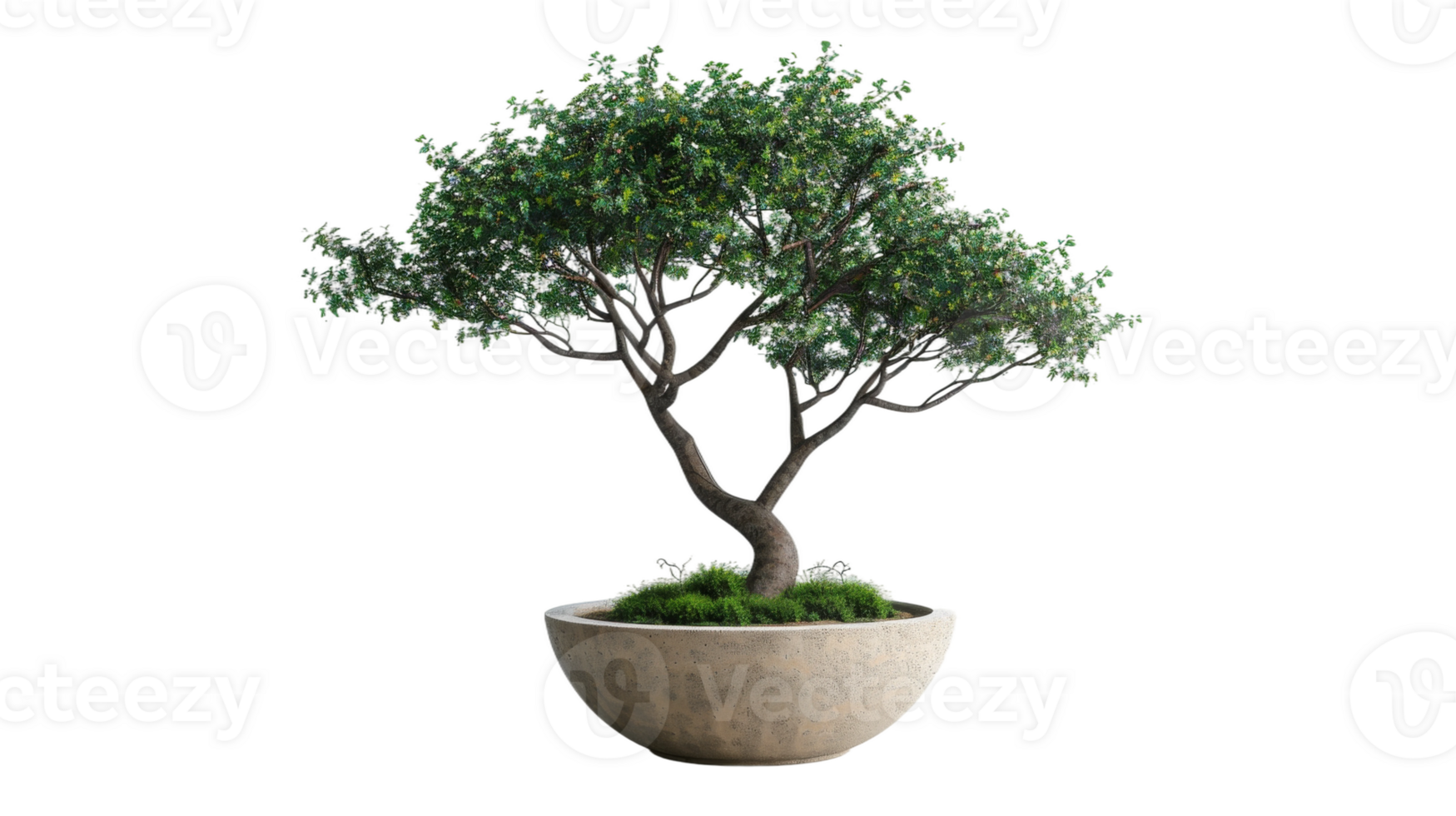 Majestic Potted Tree in Profile on the transparent background, Format png