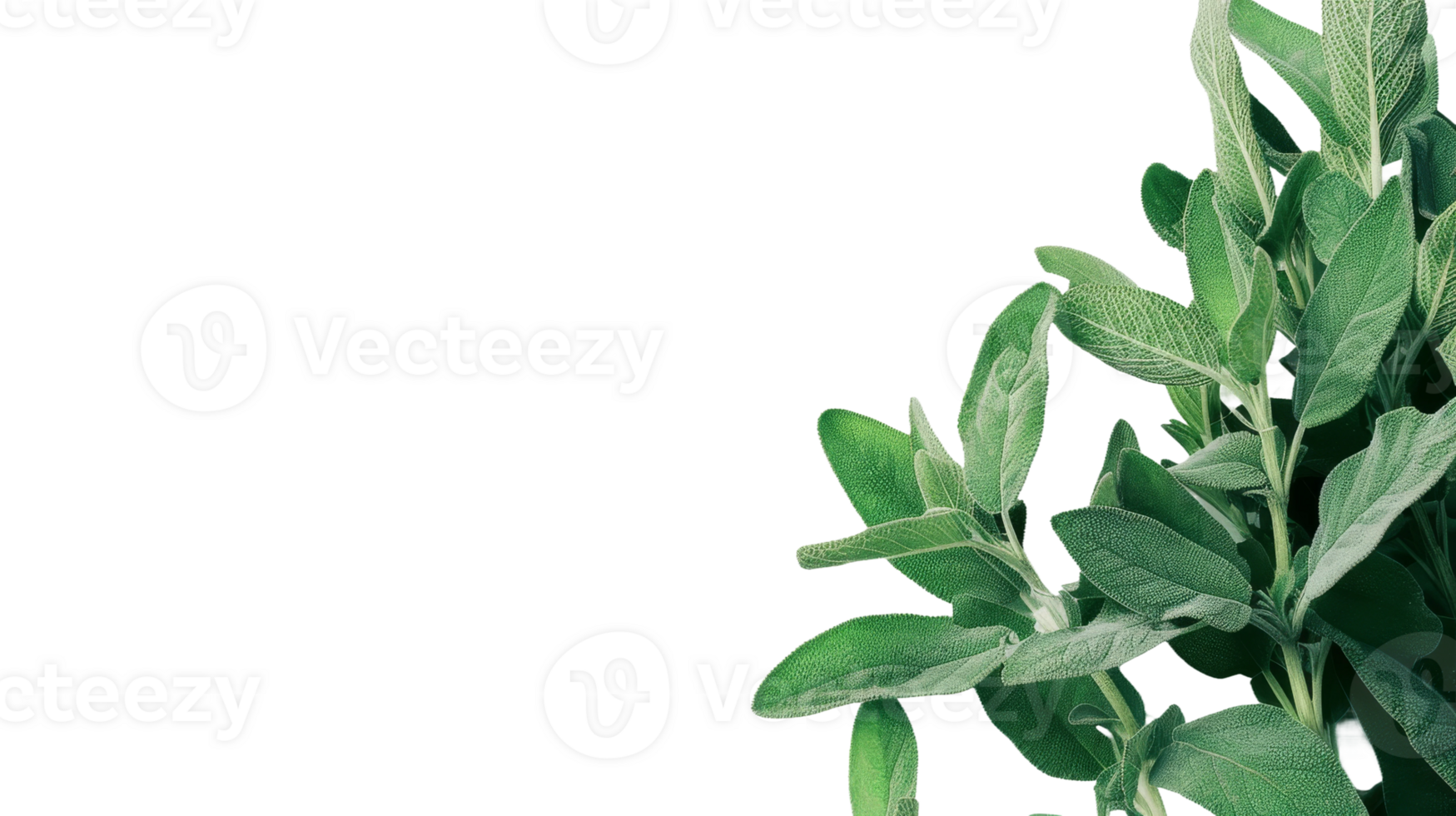 Side View of Sage Plant on the transparent background, Format png
