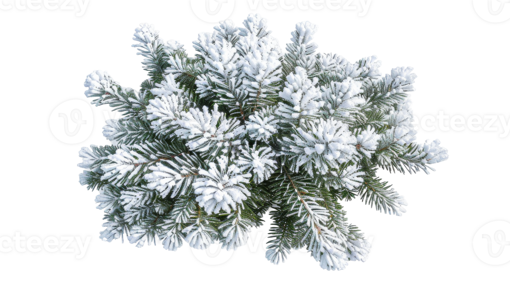 Frosty Pine Tree in Top View on the transparent background, Format png