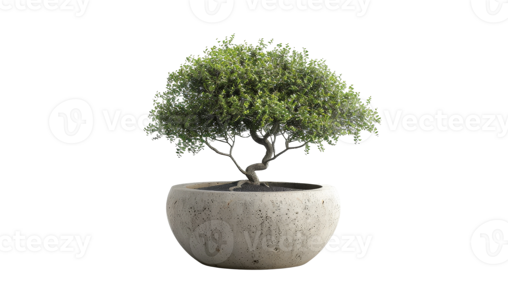 Side View of Potted Tree on the transparent background, Format png