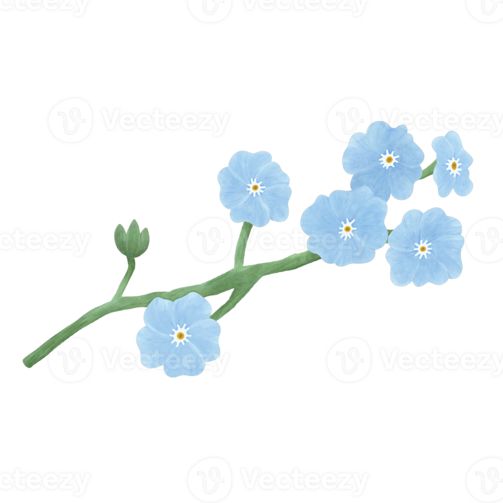 Vintage Forget me not Flower Illustration Painting png