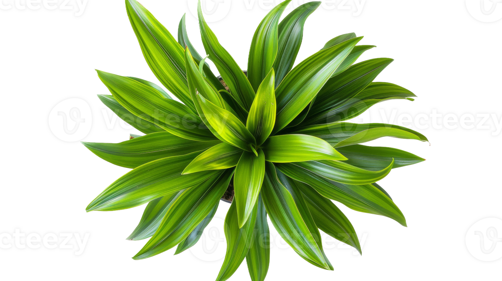 Cordyline Fruticosa on the transparent background, Format png