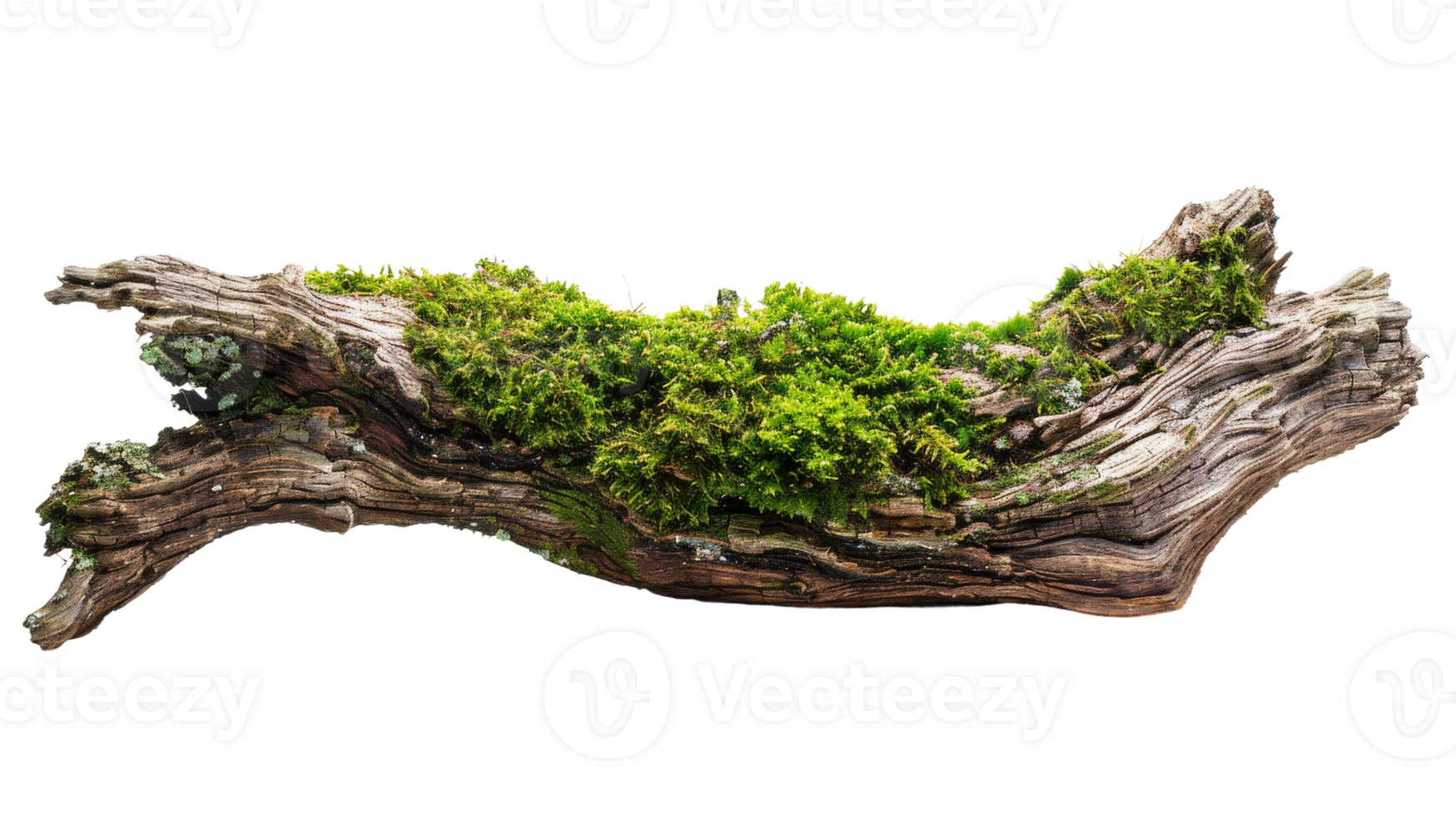 Side View of Mossy Trunk on the transparent background, Format png