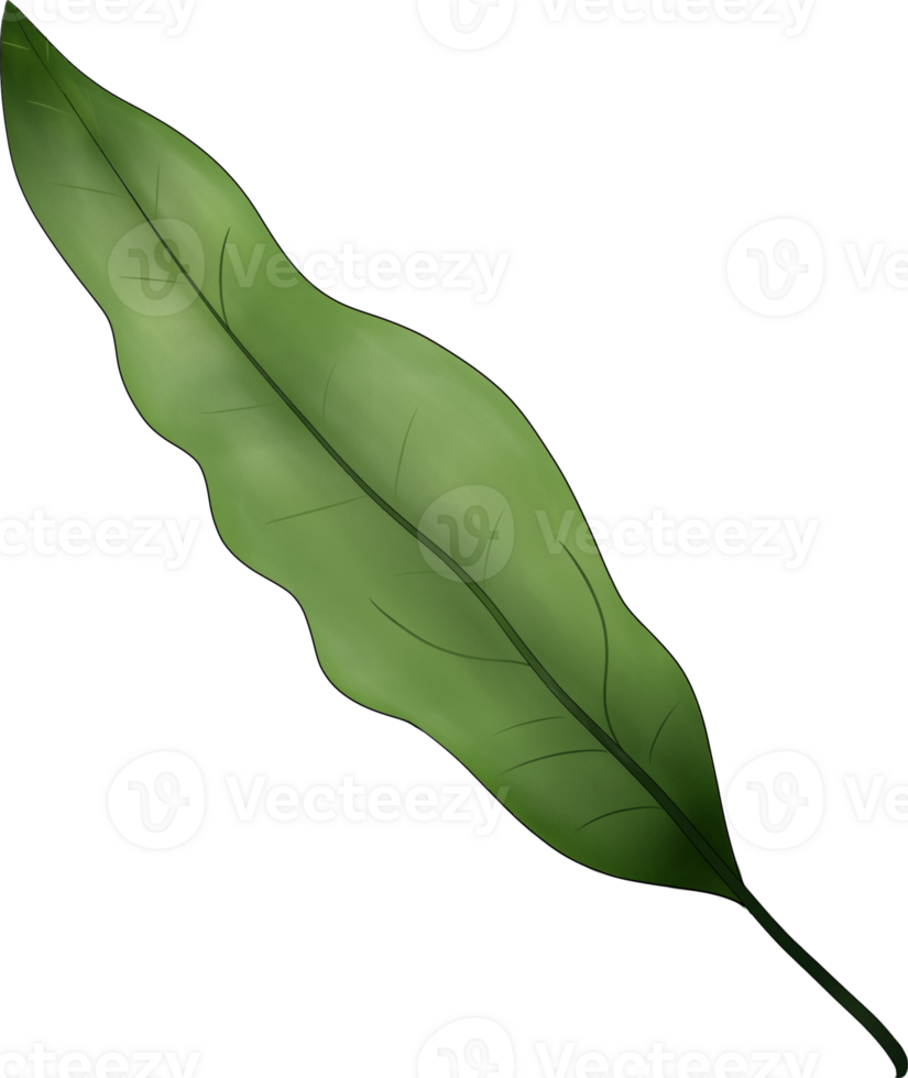 Fern Leaf Painting Illustration png