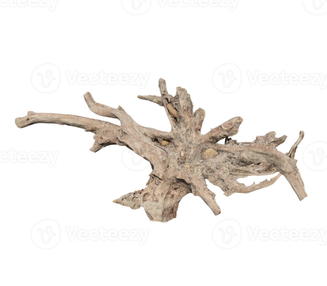 Weathered tree root isolated on transparent background for design use png