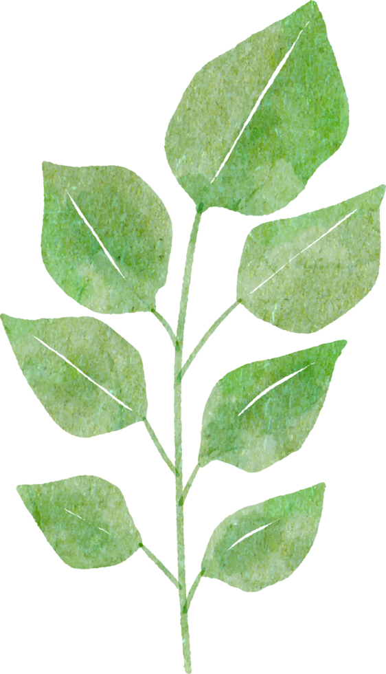 Watercolour leaf isolated image png