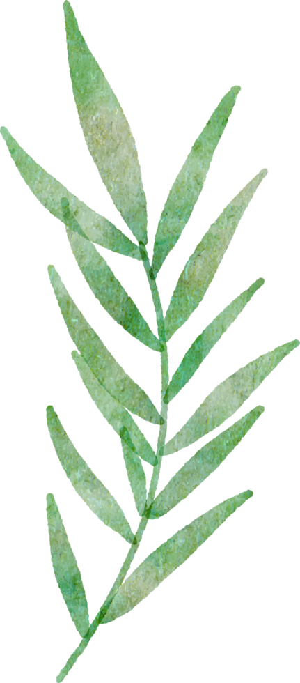 Watercolour leaf isolated image png