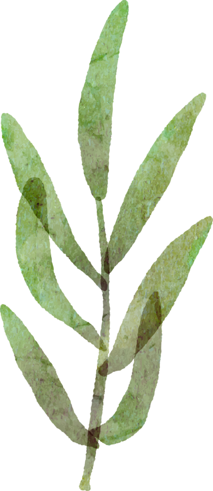 Watercolour leaf isolated image png
