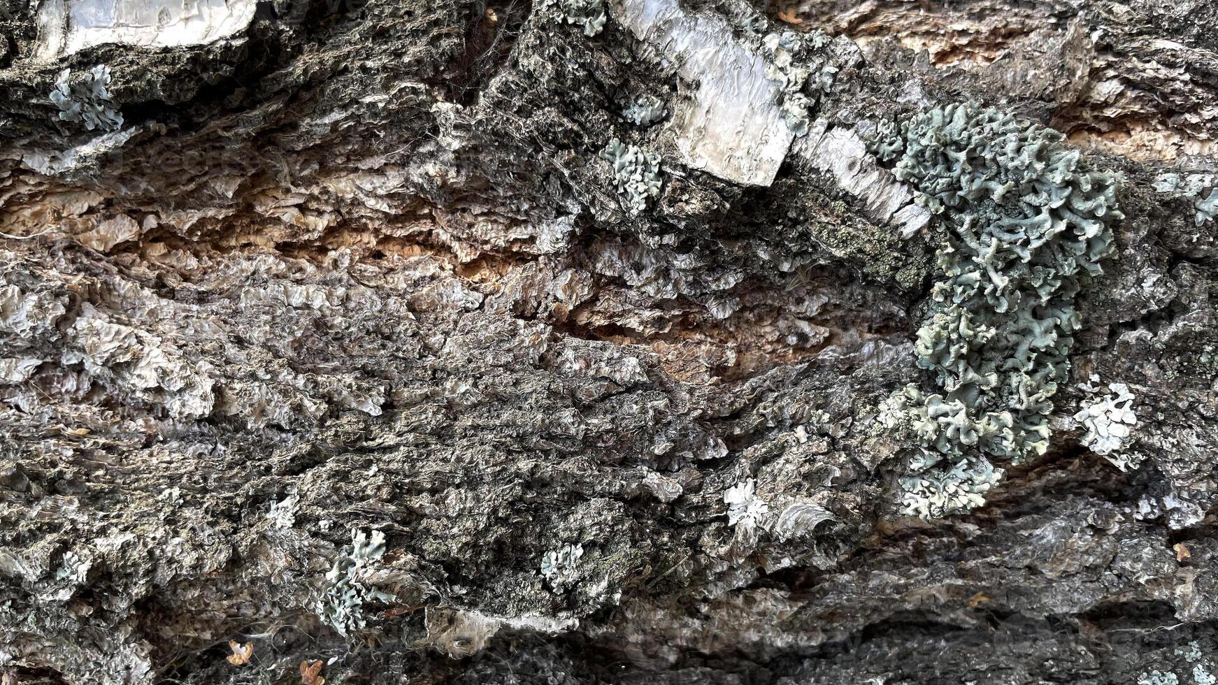 Macro photo of the crown of the tree. background is a tree