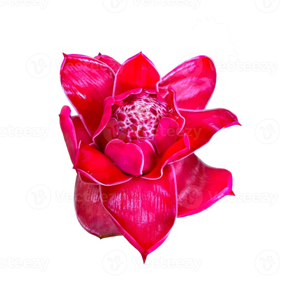top view torch ginger flower isolated on white background, with clipping path. Soft and selective focus. photo