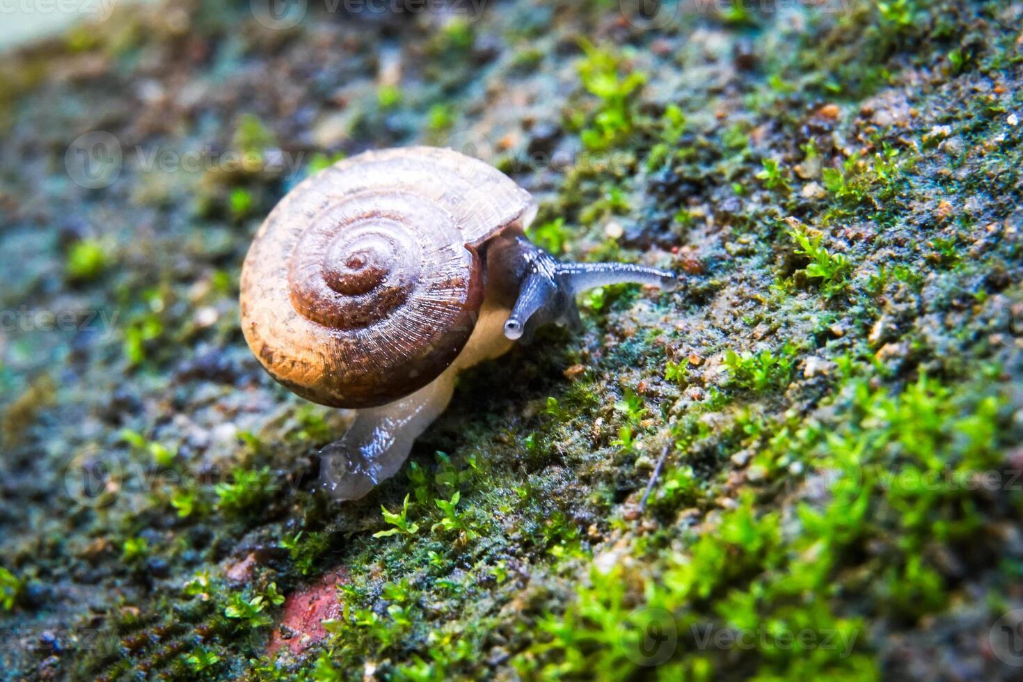 Cryptozona siamensis is a land snail that breathes using lungs. There are two genders in the same body. Most will cross breed. Found scattered throughout every region of Thailand. photo