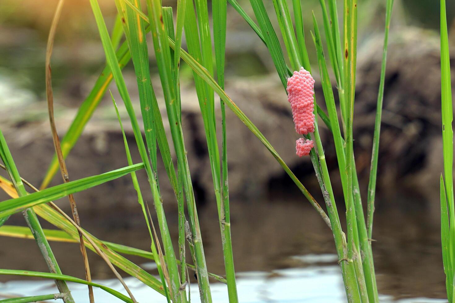 Golden apple snail eggs cling to rice plants in the field. They are pink, stuck together in groups. Each group consists of small eggs arranged in a beautiful order. photo