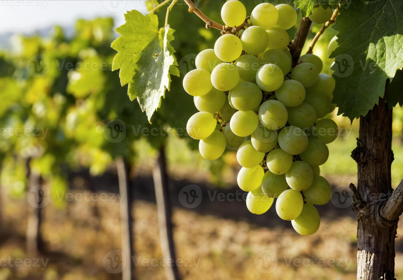 Cluster of Green Grapes on Vine in Vineyard photo
