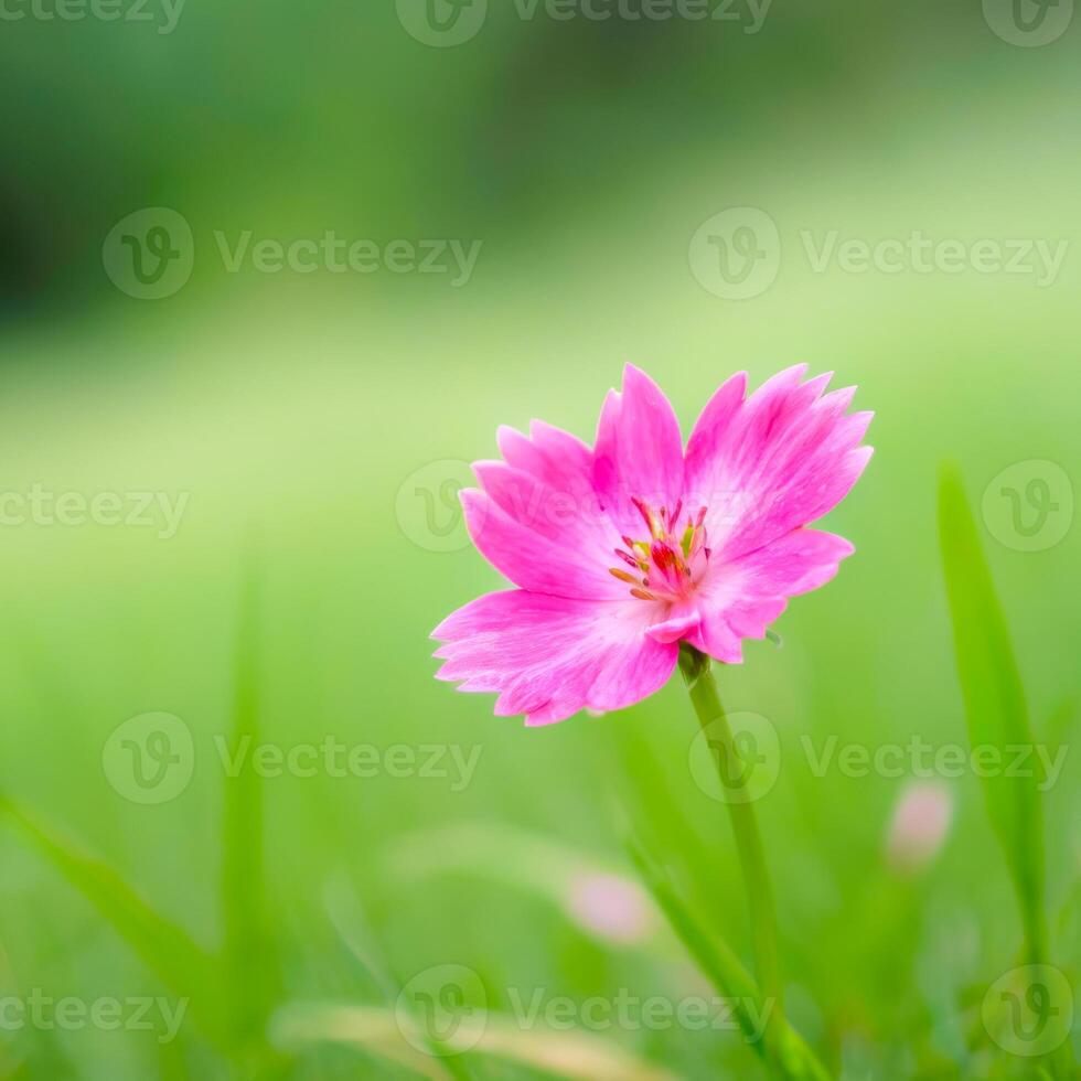 Pink Flower with Green Background photo