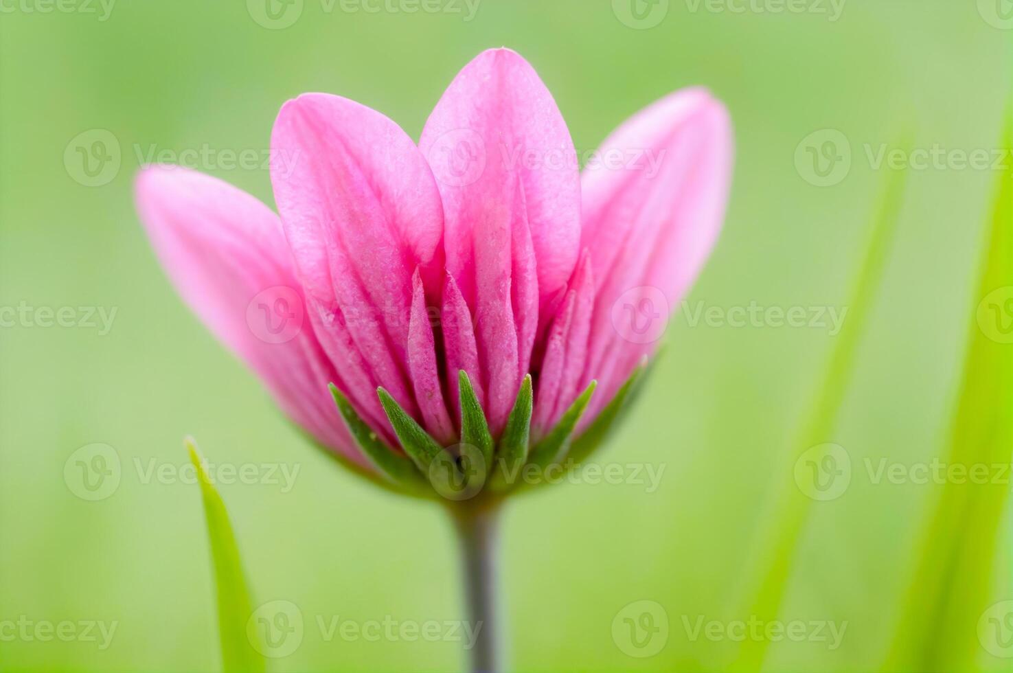 Pink Flower with Green Background photo